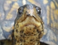 female box turtle